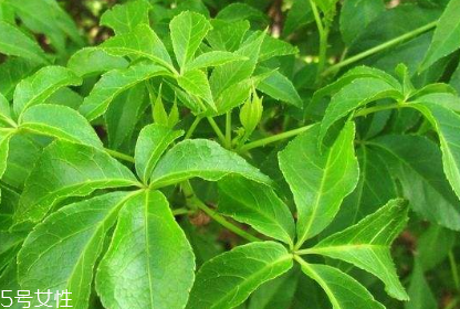 刺五加的最佳搭配 刺五加搭配什么最好？