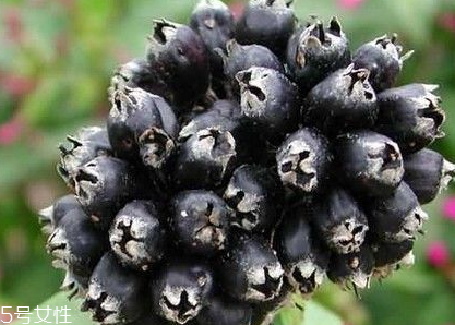 刺五加的最佳搭配 刺五加搭配什么最好？