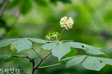 刺五加和谷維生素能一起吃嗎？
