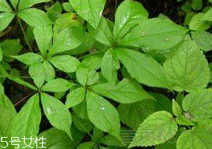 刺五加和谷維生素能一起吃嗎？