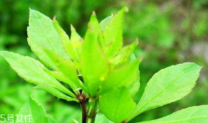 刺五加和谷維生素能一起吃嗎？