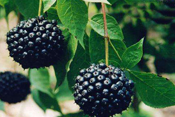 刺五加和什么一起泡水好？刺五加泡什么好？