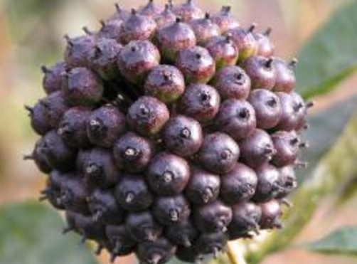 刺五加和什么一起泡水好？刺五加泡什么好？