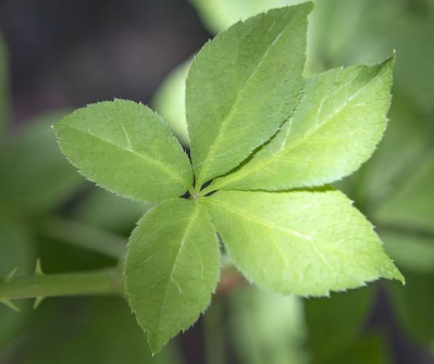 刺五加和什么一起泡水好？刺五加泡什么好？
