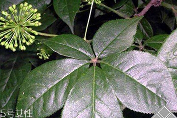 刺五加經常喝會怎樣？刺五加能天天喝嗎？