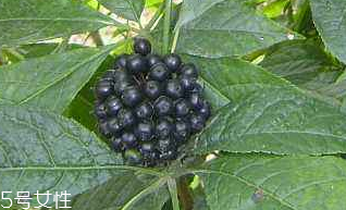 刺五加經常喝會怎樣？刺五加能天天喝嗎？