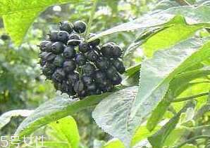 刺五加經常喝會怎樣？刺五加能天天喝嗎？