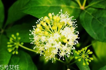 刺五加的做法 刺五加怎么做？