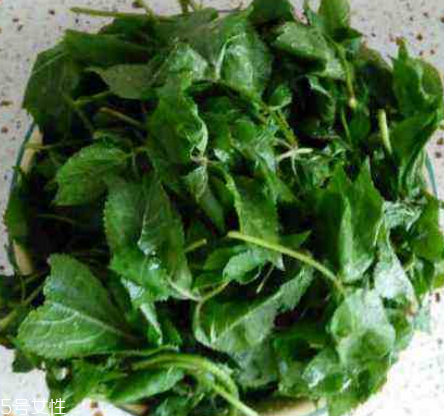 刺五加的好處 刺五加對人體有什么好處？