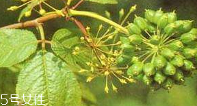 刺五加的選購技法 怎么挑選刺五加？