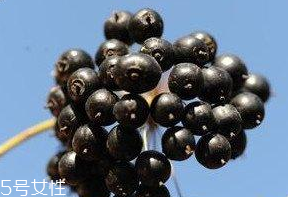 刺五加的食用禁忌 吃刺五加要注意什么？