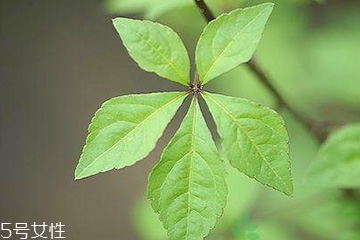 刺五加能泡酒嗎？刺五加怎么泡酒？