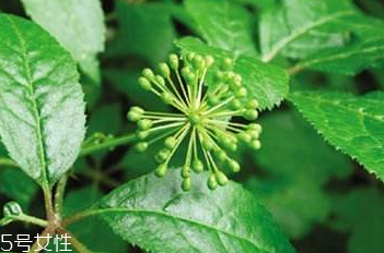 刺五加能泡酒嗎？刺五加怎么泡酒？