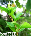 刺五加能泡酒嗎？刺五加怎么泡酒？