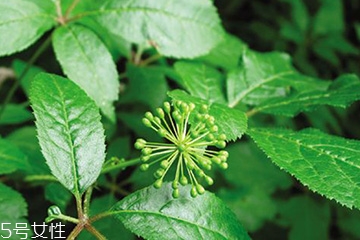 刺五加的禁忌人群 刺五加不適合哪些人吃？