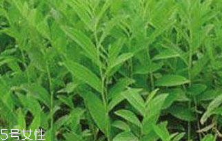 刺五加的禁忌人群 刺五加不適合哪些人吃？