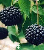 刺五加的禁忌人群 刺五加不適合哪些人吃？