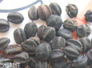 刺五加的食用方法 刺五加怎么吃？