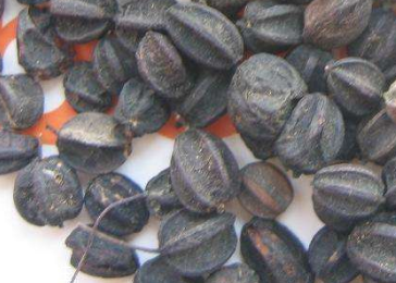 刺五加的食用方法 刺五加怎么吃？