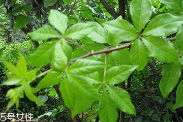 刺五加對(duì)肝病有好處嗎？