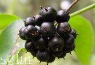 刺五加的繁殖方法 刺五加怎么種植 刺五加的繁殖方法 刺五加怎么種植