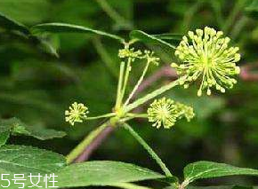 刺五加什么季節(jié)吃好？刺五加春天吃好