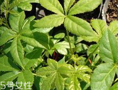 刺五加什么季節(jié)吃好？刺五加春天吃好