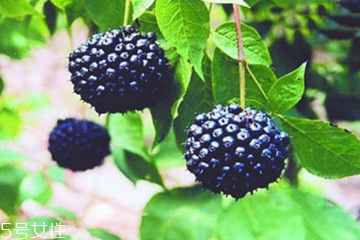 刺五加是發(fā)物嗎？刺五加不是發(fā)物