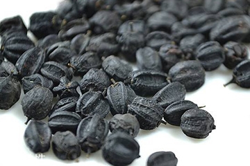 刺五加是發(fā)物嗎？刺五加不是發(fā)物