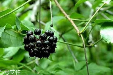 刺五加怎么吃？刺五加有什么用？