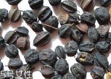 刺五加怎么吃？刺五加有什么用？