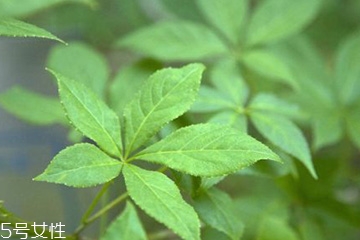 刺五加能不能做餃子餡？刺五加怎么做餃子餡？