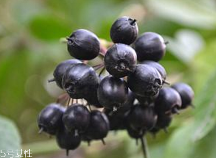 刺五加能不能做餃子餡？刺五加怎么做餃子餡？