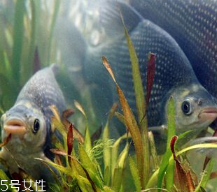 鳊魚是什么魚 鳊魚是淡水魚 鳊魚是什么魚 鳊魚是淡水魚