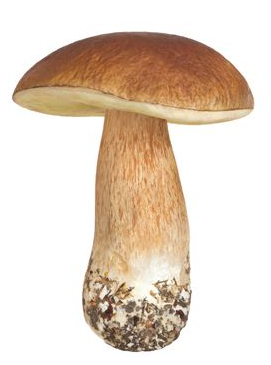 松蘑的營(yíng)養(yǎng)價(jià)值究竟是什么 松蘑的營(yíng)養(yǎng)價(jià)值究竟是什么