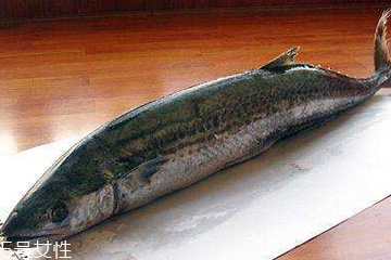 鲅魚是淡水魚嗎 鲅魚不是淡水魚 鲅魚是淡水魚嗎 鲅魚不是淡水魚