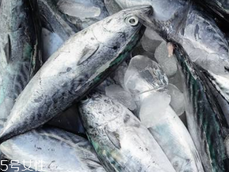 鲅魚是淡水魚嗎 鲅魚不是淡水魚 鲅魚是淡水魚嗎 鲅魚不是淡水魚