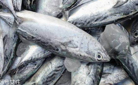 鲅魚是淡水魚嗎 鲅魚不是淡水魚 鲅魚是淡水魚嗎 鲅魚不是淡水魚