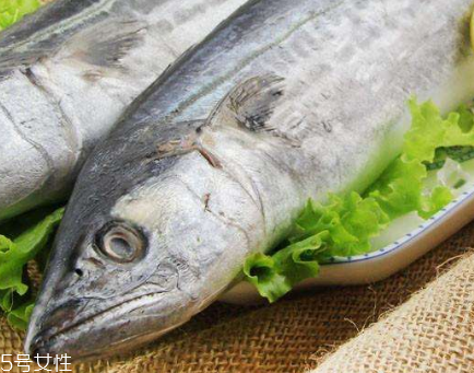 鲅魚和青占魚是一種嗎 體型不一 鲅魚和青占魚是一種嗎 體型不一