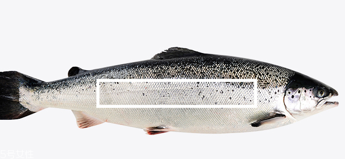 三文魚會有寄生蟲嗎 分為兩種情況 三文魚會有寄生蟲嗎 分為兩種情況