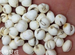 川貝母的功效和作用 潤(rùn)肺止咳化痰平喘 川貝母的功效和作用 潤(rùn)肺止咳化痰平喘