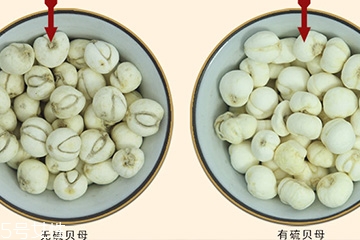 川貝母是什么味道 味苦清爽 川貝母是什么味道 味苦清爽