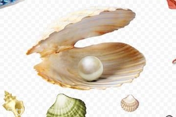 珍珠粉里有哪些成分 成分一覽 珍珠粉里有哪些成分 成分一覽