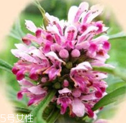 益母草是酸性還是堿性 益母草屬于堿性 益母草是酸性還是堿性 益母草屬于堿性