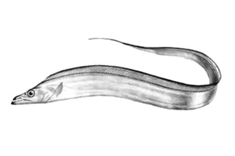 帶魚(yú)能養(yǎng)殖嗎 一般情況下不能