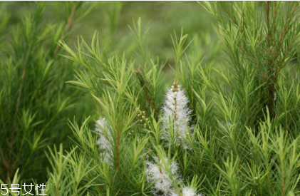 茶樹(shù)精油怎么用 茶樹(shù)精油用法