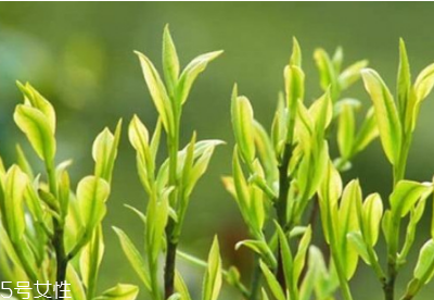 茶樹(shù)精油怎么用 茶樹(shù)精油用法