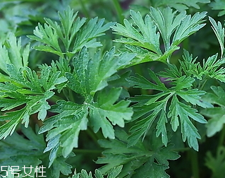 益母草的副作用 益母草也有副作用 益母草的副作用 益母草也有副作用