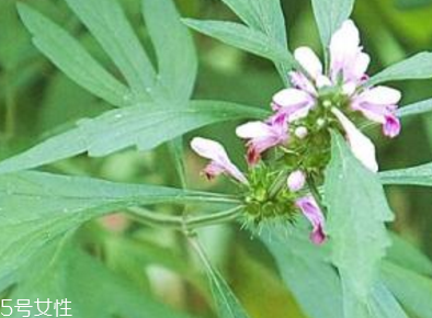 益母草的副作用 益母草也有副作用 益母草的副作用 益母草也有副作用