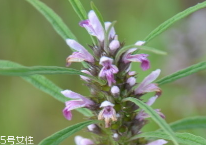 益母草對人的好處 活血調(diào)經(jīng) 益母草對人的好處 活血調(diào)經(jīng)